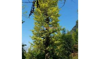 银杏树的市价 银杏树苗价格表