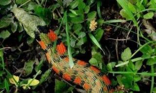 野鸡脖子蛇 野鸡脖子蛇