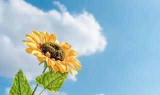 向日葵生长六个周期 向日葵的人生